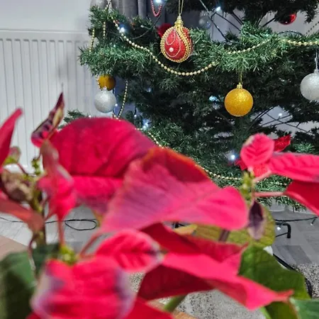 Апартаменти Anis Apartament